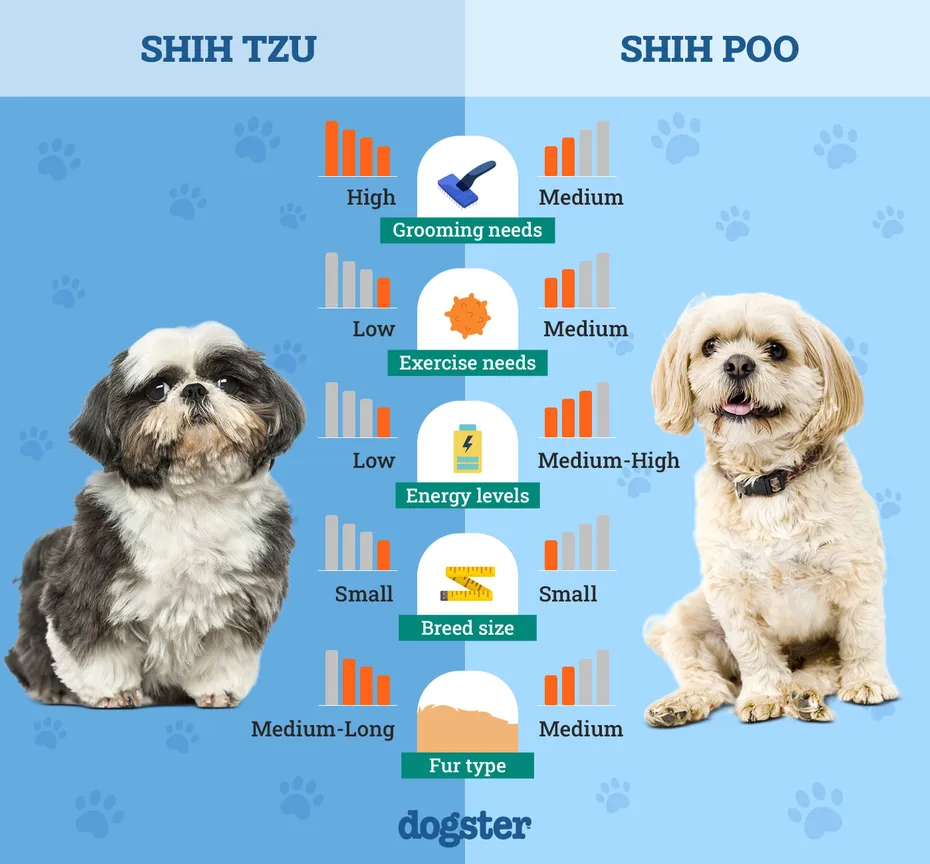 Dogster_Side by Side Comparison_Shih Tzu vs Shih Poo