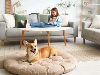Are Corgis Good with Kids? Vet Approved Facts & Care Guide