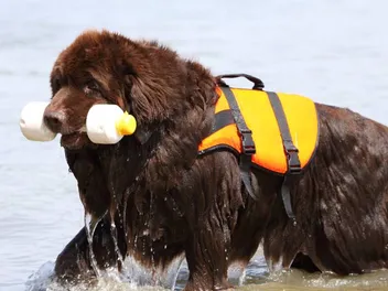 What Are Water Rescue Dogs? Purpose, Types & FAQ