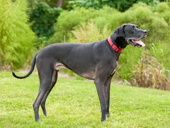 How Strong is a Great Dane's Bite Force? Vet-Verified Facts & PSI Measure