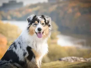 10 Incredible Vet-Reviewed Facts About the Australian Shepherd