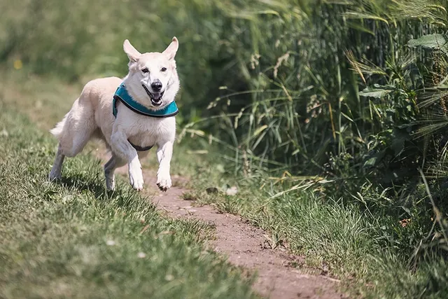 8 Great Off-Leash Dog Parks in Sarasota, FL You Can Visit Today