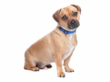 Retro Pug: Info, Pictures, Temperament & Traits