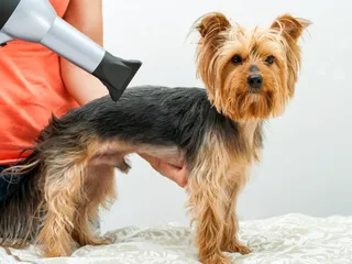 How Much Does Pet Supplies Plus Grooming Cost? 2026 Update