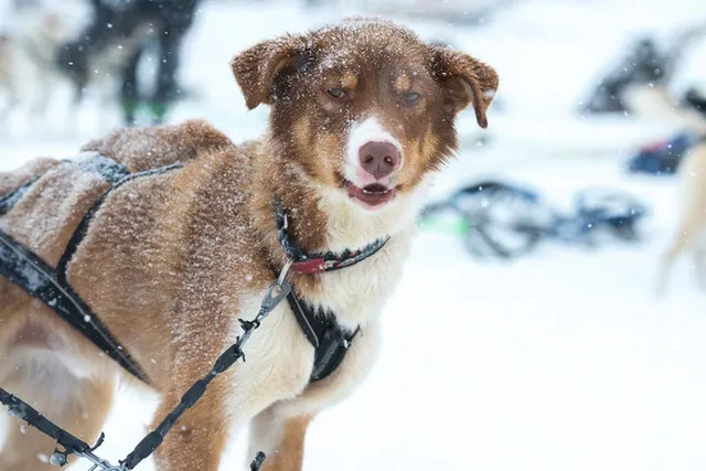 When Is It Too Cold to Walk Your Dog? Our Vet Explains