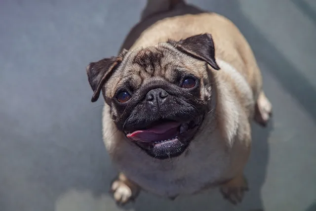 10 Dog Breeds That Are Similar to Pugs (With Info & Pictures)