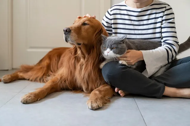 Pet Appreciation Week 2026: When It Is & How to Celebrate