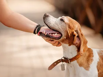 Why Does My Dog Feel Hot to the Touch? Our Vet Discusses 5 Possible Reasons