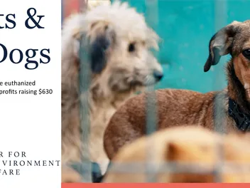 CONSUMER ALERT - Not All Animal Charities Make Santa’s ‘Nice’ List