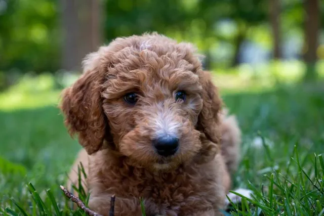 Do Goldendoodles Shed a Lot? Vet-Verified Facts & Info About Allergens