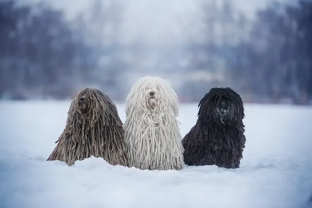 Puli Dog Breed: Info, Pictures, Characteristics & Care Guide