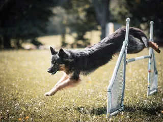How to Train a Dog to Jump: 3 Vet-Verified Techniques