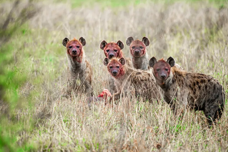 a group of hyenas eating prey in the wild