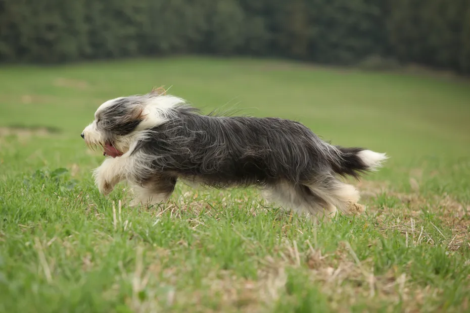 Bearded Collie Running
