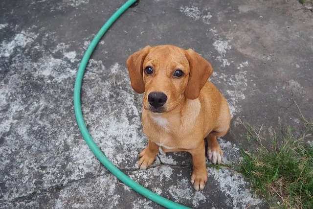 Beago (Beagle & Golden Retriever Mix): Info, Pictures, Care & More