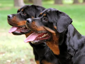 What Are Male Dogs Called? Vet Reviewed Facts & FAQ