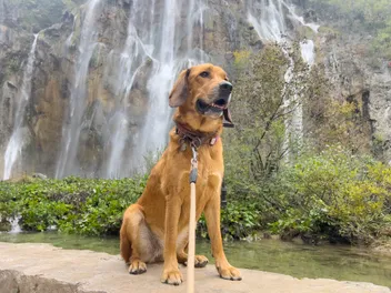 Bonding With a Dog Isn't Always Easy: Lava's Journey & Mine