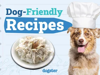 5 Easy Dog-Friendly Recipes You Can Try at Home
