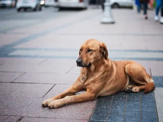 How to Help Homeless Dogs: 14 Vet-Approved Ways