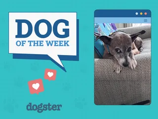 Dogster Photo Contest: Dogs of the Week Winners (August 21, 2025)