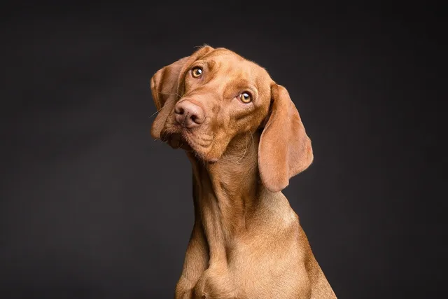 9 Common Eye Problems for Dogs: Vet-Reviewed Causes, Signs & Treatments