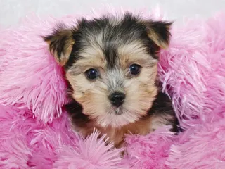 Morkie (Maltese & Yorkie Mix): Info, Pictures, Care & Traits