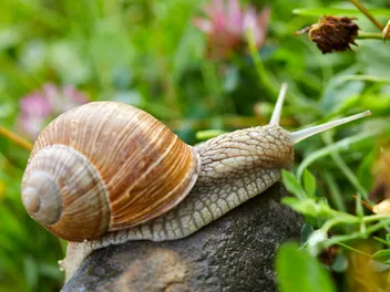 Are Snails Poisonous to Dogs? Vet-Approved Health & Safety Facts