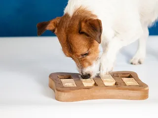 How to Keep a Dog Busy While at Work: 18 Vet-Approved Methods