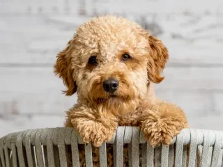 How Much Do Mini Goldendoodles Cost? 2026 Update