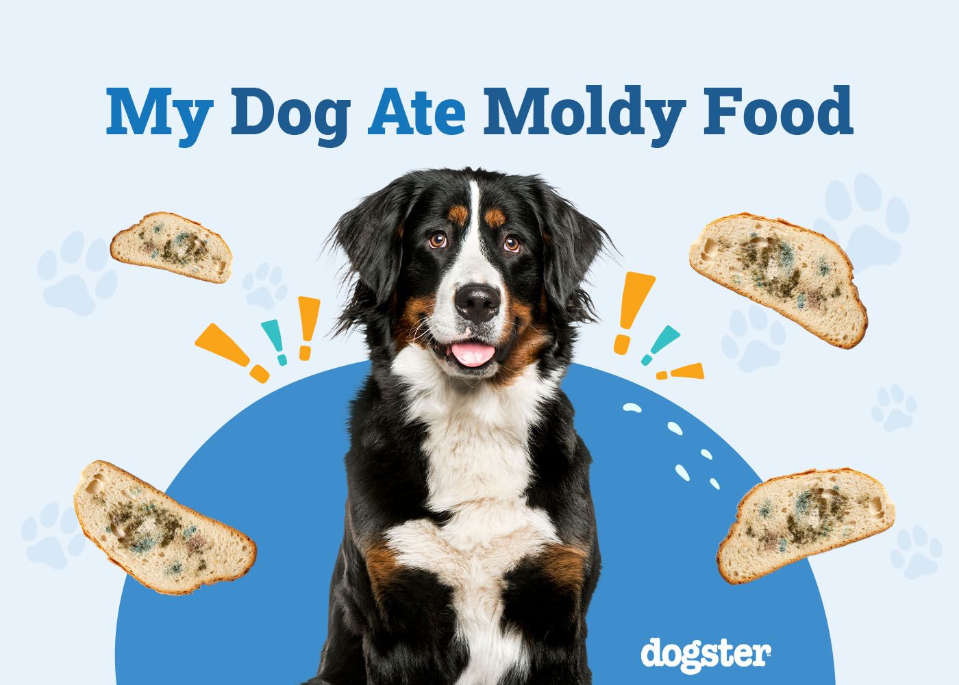 My Dog Ate Moldy Food: What Should I Do? Vet-Approved Facts & Signs Toxicity