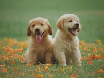 Labrador Retriever Puppies for Sale in California: Breeders List 2026
