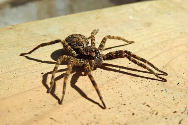Wolf Spider Bite on Dog: 6 Steps to Treat It (Vet Answer)