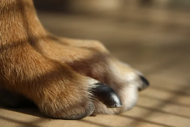 My Dog Split a Nail: Vet-Approved Signs, Treatment, Prevention & FAQ