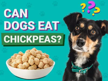 Can Dogs Eat Chickpeas? Vet-Verified Nutrition Facts & FAQ