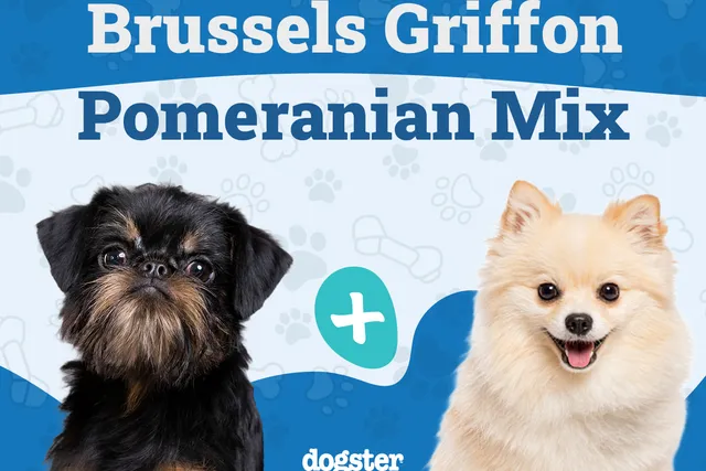 Brusselranian Dog Breed: Info, Pictures, Care, & Facts