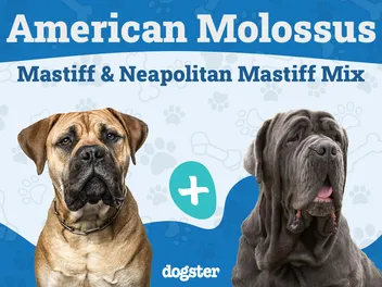American Molossus Dog Breed: Info, Pictures, Care, & Facts