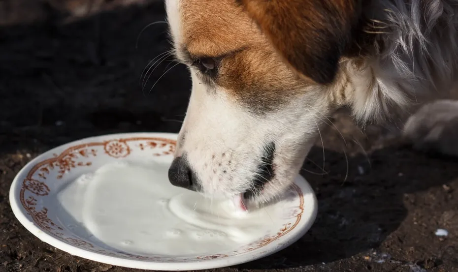 Dog drinking milk