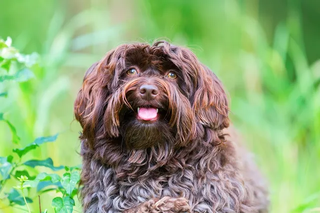 Chocolate Havanese: Info, Pictures, Origin & History
