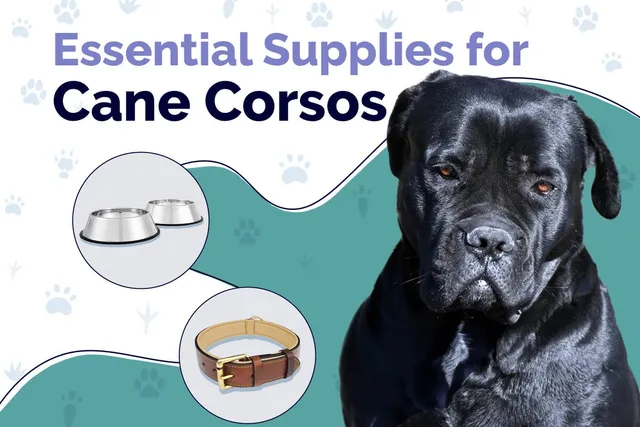 18 Essential Cane Corso Supplies to Get You Started: 2026 Vet-Reviewed Guide