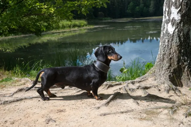 Do Dachshunds Like Water? Facts & FAQ