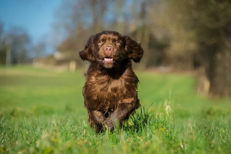 sussex spaniel dog running at the park