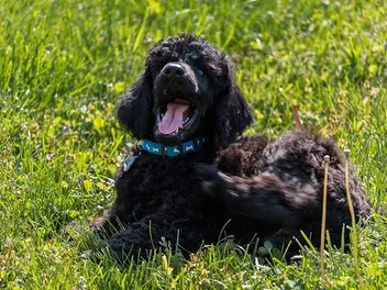 Black Poodle: Info, Pictures, Origin & History
