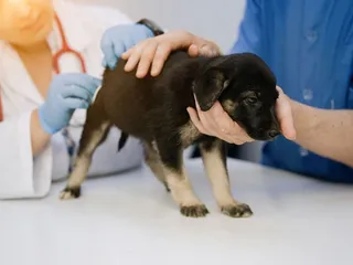 My Puppy Still Has Worms After Deworming: Our Vet Explains