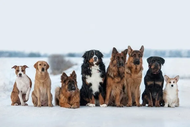 50 Fun Facts About Dogs You Will Love to Know