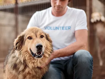 How Much of ASPCA Donations Go to Animals? Facts & FAQ
