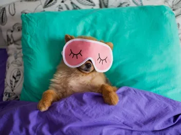 Why Does a Dog Twitch in Their Sleep? Should You Worry?