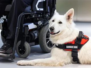 Do Service Dogs Have to Wear a Vest? Vet-Verified Facts & Info