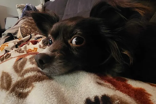 “Grandma” Penny: Living with a Dog with an Old Soul