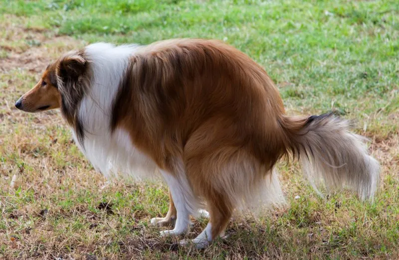 rough collie dog defecating on grass