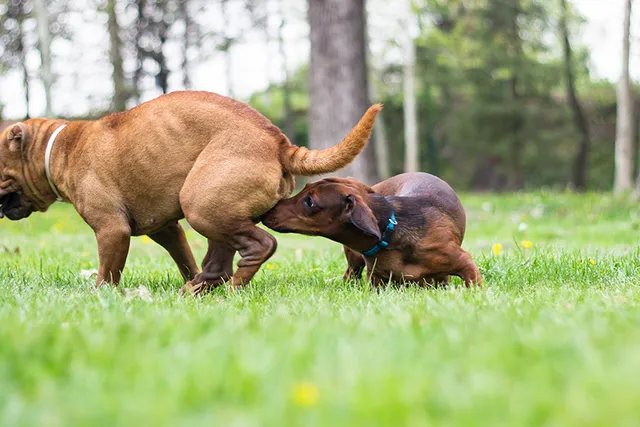 Do Male Dogs Go Into Heat? Vet-Verified Facts & Explanation